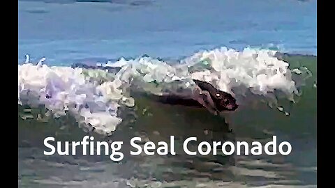 Wild Animals Surfing Waves - A Surf Seal off the Coast of Coronado Beach SURFERS!