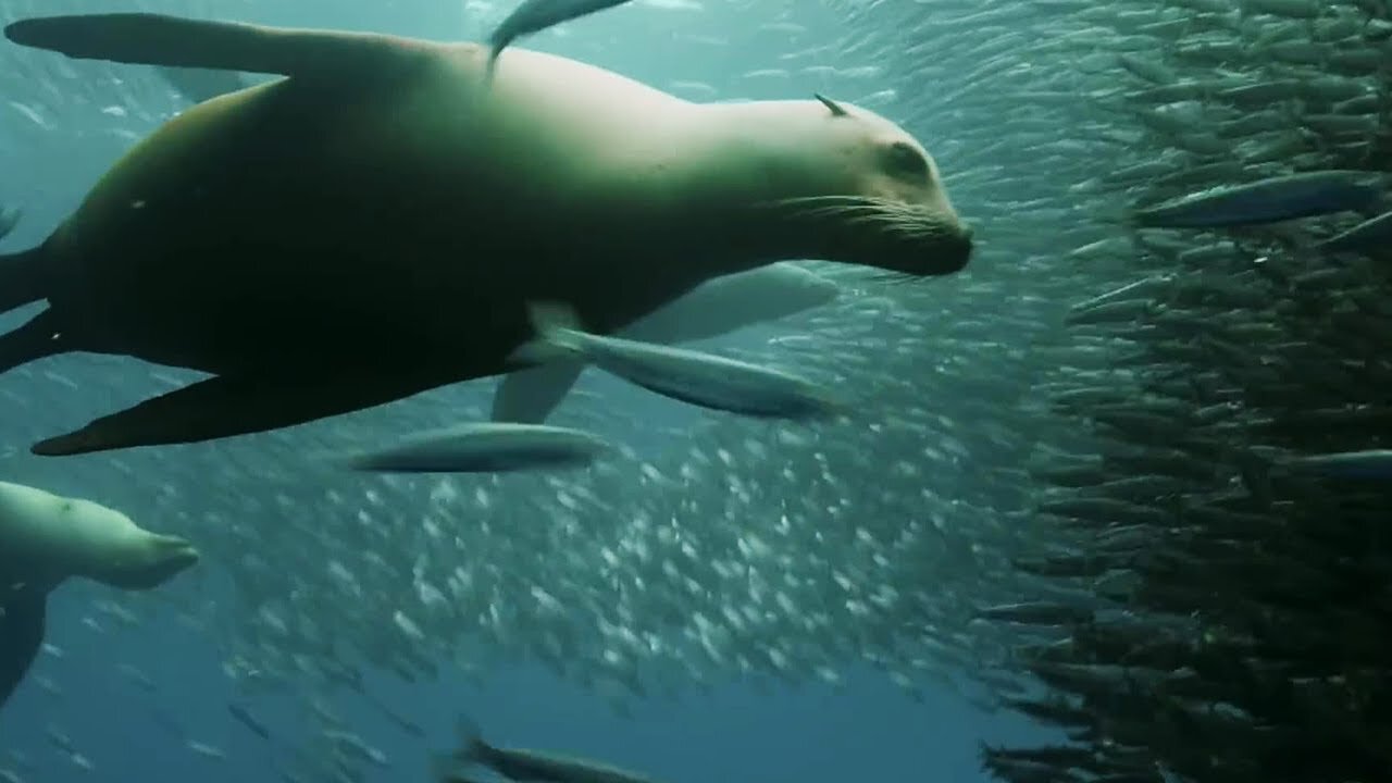 Sardine Feeding Frenzy with Sharks