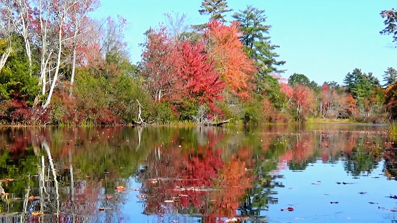 Fall Foliage