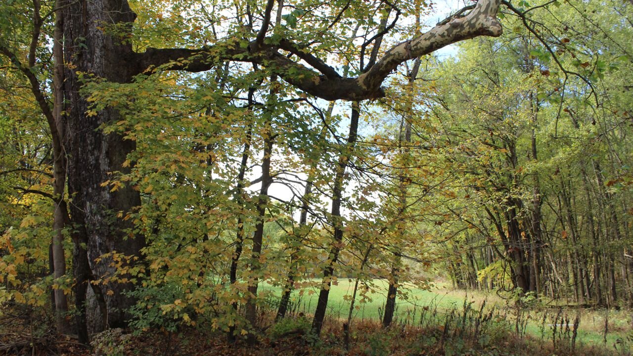 Trail to the Sugar Camp