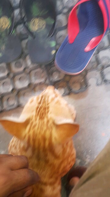 Browney out of house