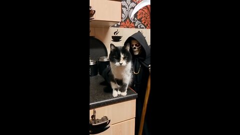 RIO 😺 & DEATH 💀JOIN UP TO CAUSE MAYHEM 🪓 EVERYWHERE THEY GO 🩸