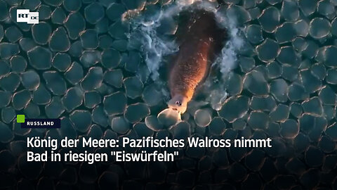 König der Meere: Pazifisches Walross nimmt Bad in riesigen "Eiswürfeln"