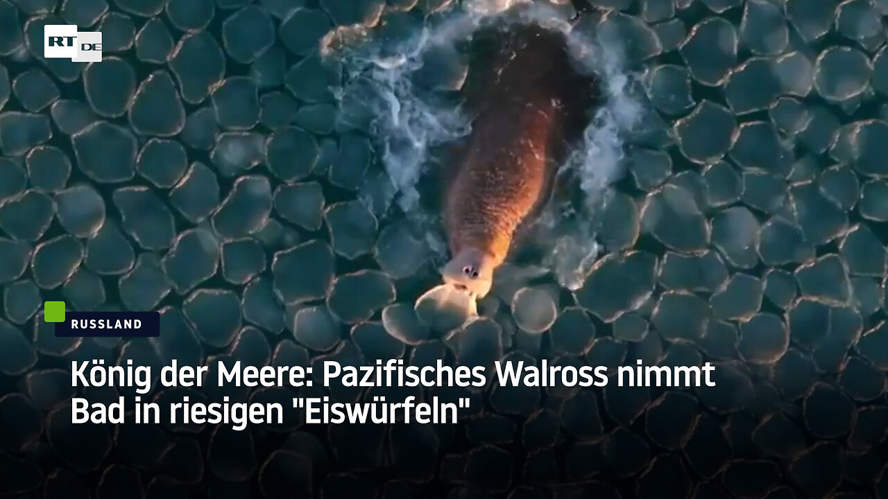 König der Meere: Pazifisches Walross nimmt Bad in riesigen "Eiswürfeln"