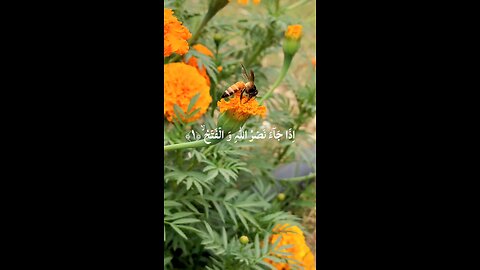 🔥 Surah An-Naṣr سورة النصر 🌟 🕋 💧 #Quran #shorts #ProphetMuhammad #viral #love #youtubeshorts