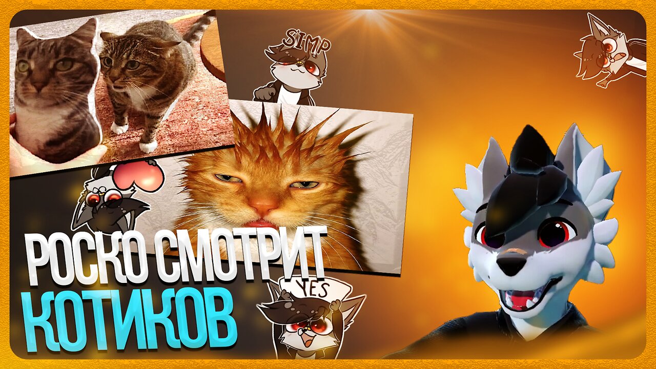 🐺 Роско смотрит видосы с котиками | ЧАСТЬ 3