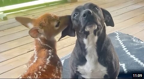 The Most Polite Dog Encounters with Baby Animals 🤣 Funniest Animals Video