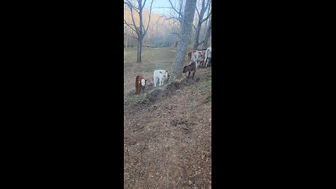 Six-Week-Old Shorthorn Plus Steer Calves | Real Farm Life