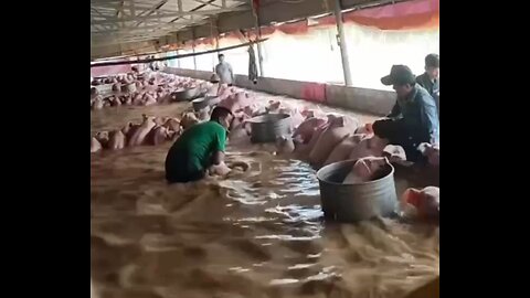 As a result of the devastating storm Bualoi that struck Vietnam