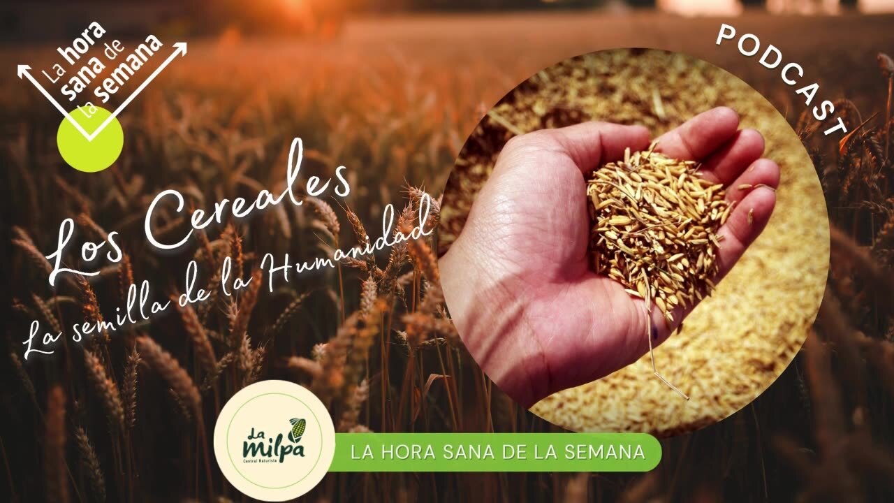 Los Cereales,la semilla de la humanidad