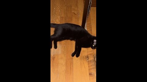 Cat Chases a Squirrel