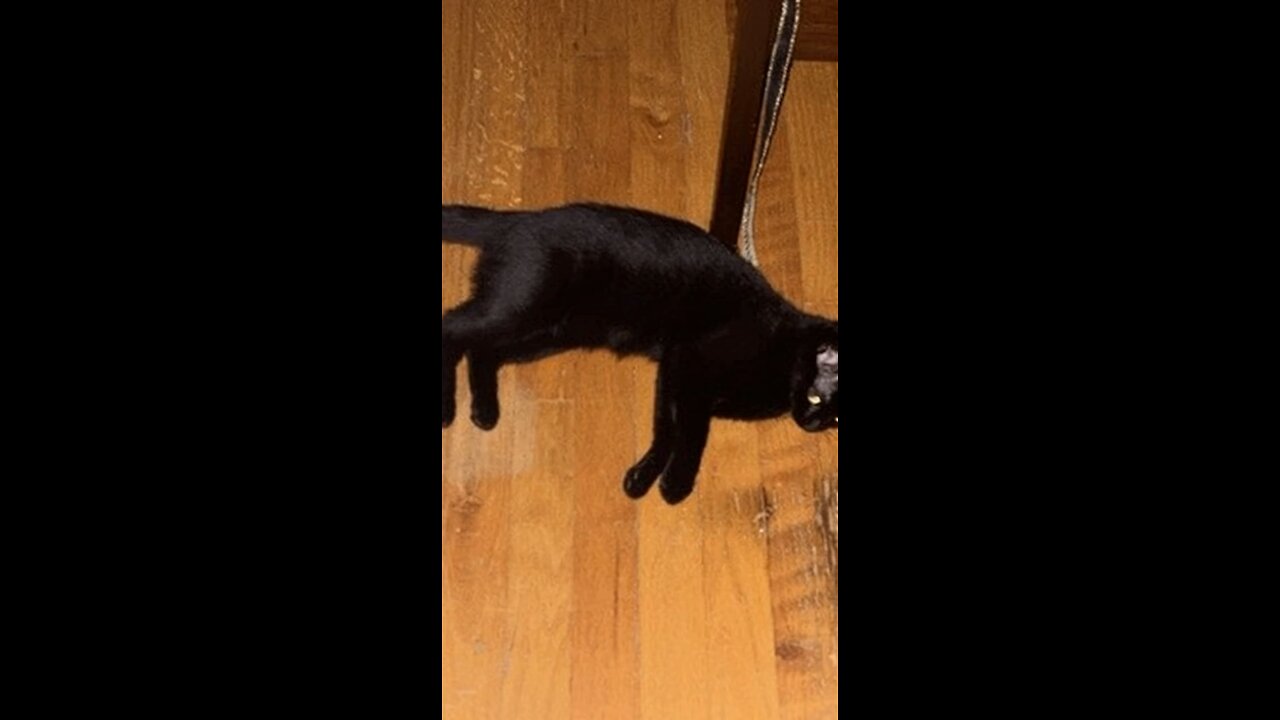 Cat Chases a Squirrel