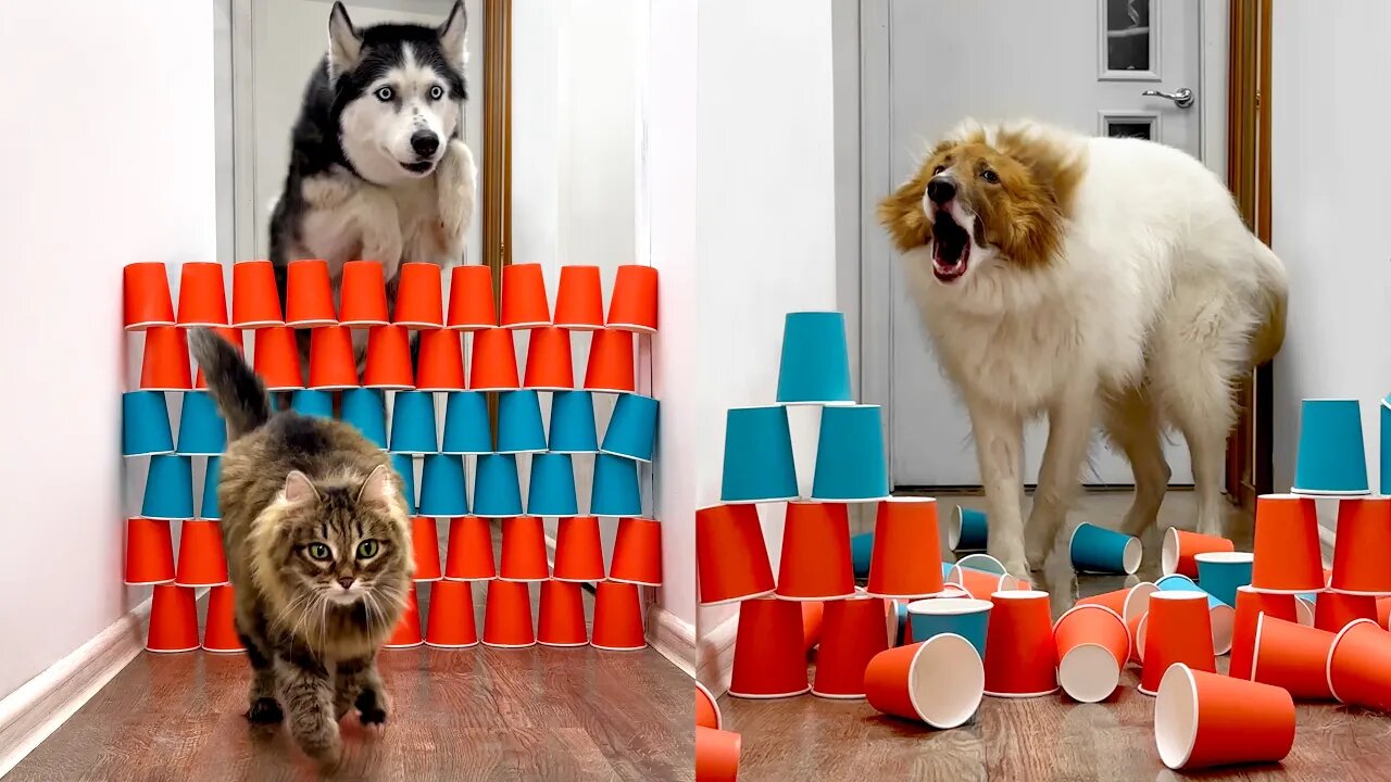 Unstoppable Huskies: Dogs and Cats Conquer an Unexpected Obstacle!"