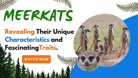 Meerkats, Revealing Their Unique Characteristics and Fascinating Traits.