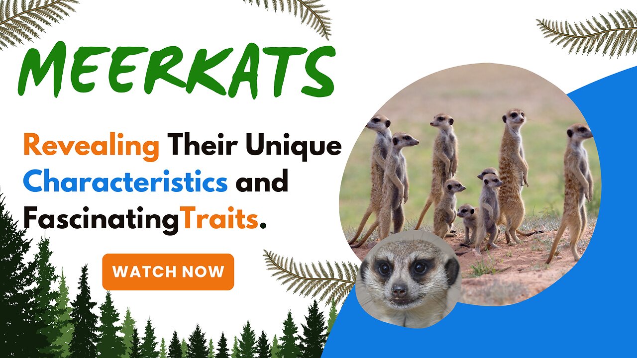 Meerkats, Revealing Their Unique Characteristics and Fascinating Traits.