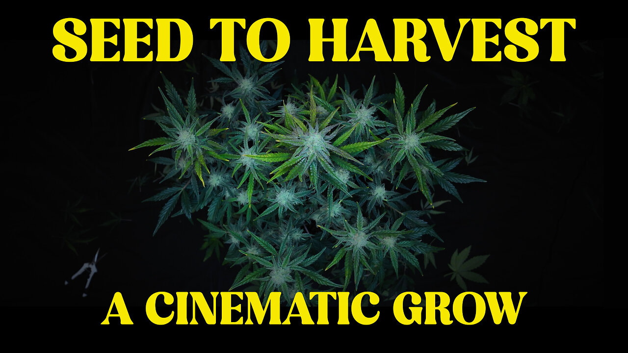 Seed to Harvest | Mephisto Genetics Autoflower Grow Report | Autopot & BioTabs