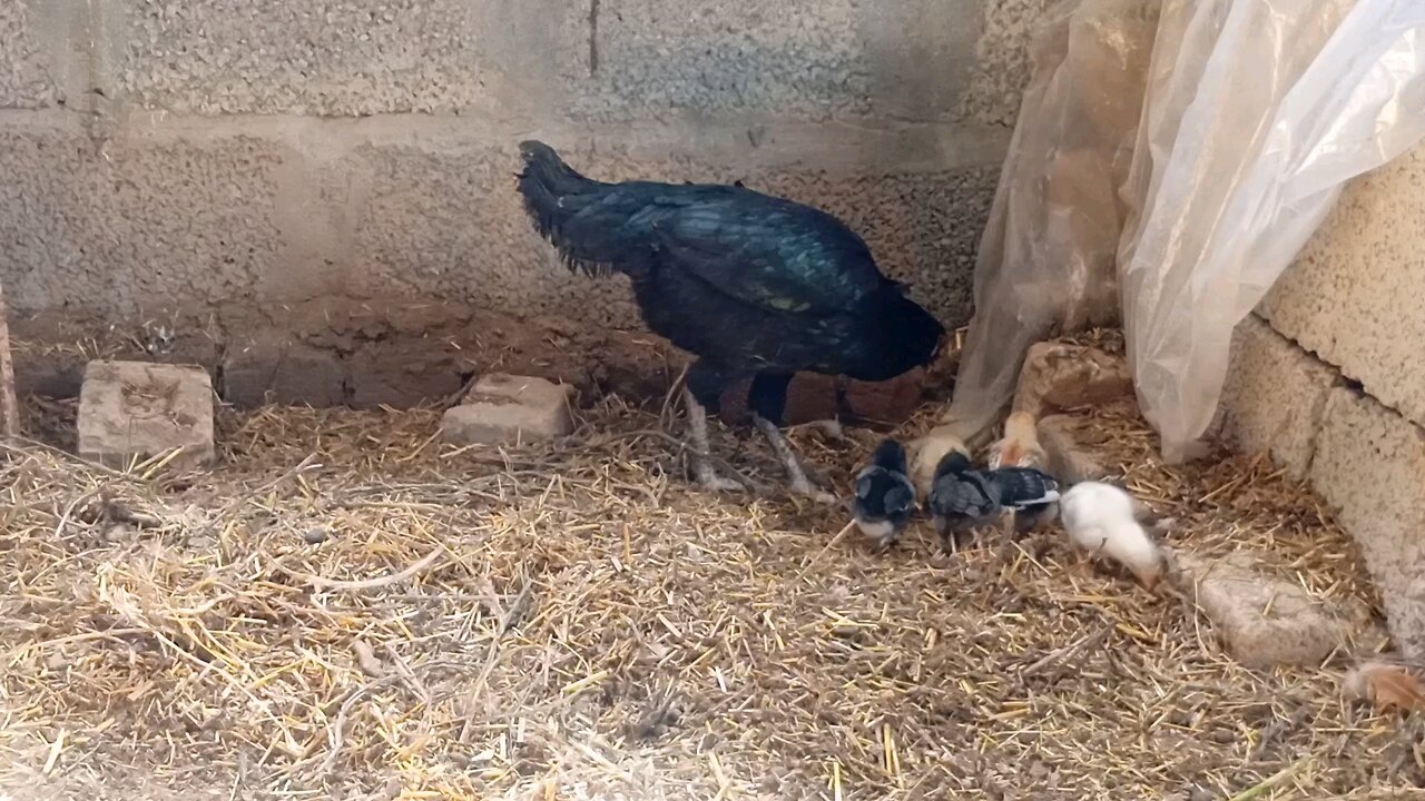 Aseel Breed chicken with chicks | Petstreet