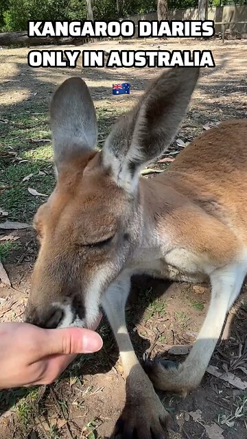 Kangaroo diaries only in Australia