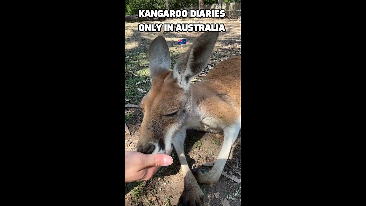 Kangaroo diaries only in Australia