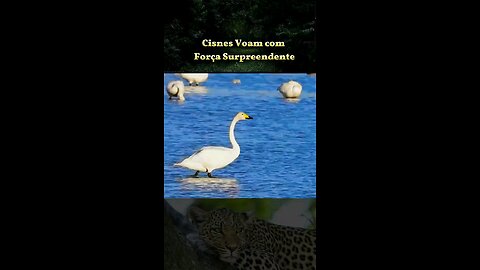As incríveis leis da natureza.