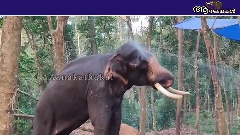 ഇടഞ്ഞ ആന പാപ്പാനെ കൊല്ലാൻ ഓടിച്ചിട്ട് കിട്ടാതെ വന്നപ്പോൾ കല്ലു പെറുക്കി എറിഞ്ഞു_ Elephant attack