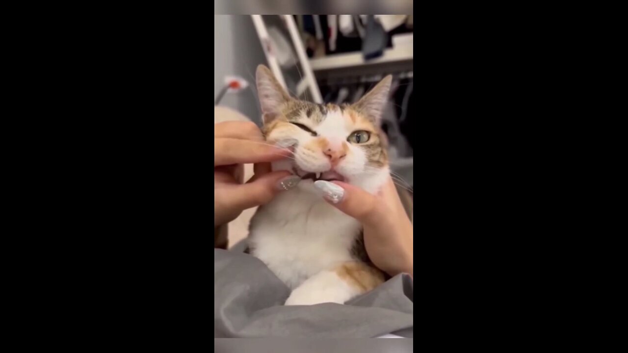 Cat says Hello
