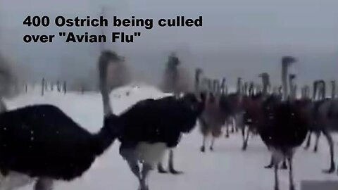 400 Ostriches being culled in Canada over "Avian Flu"