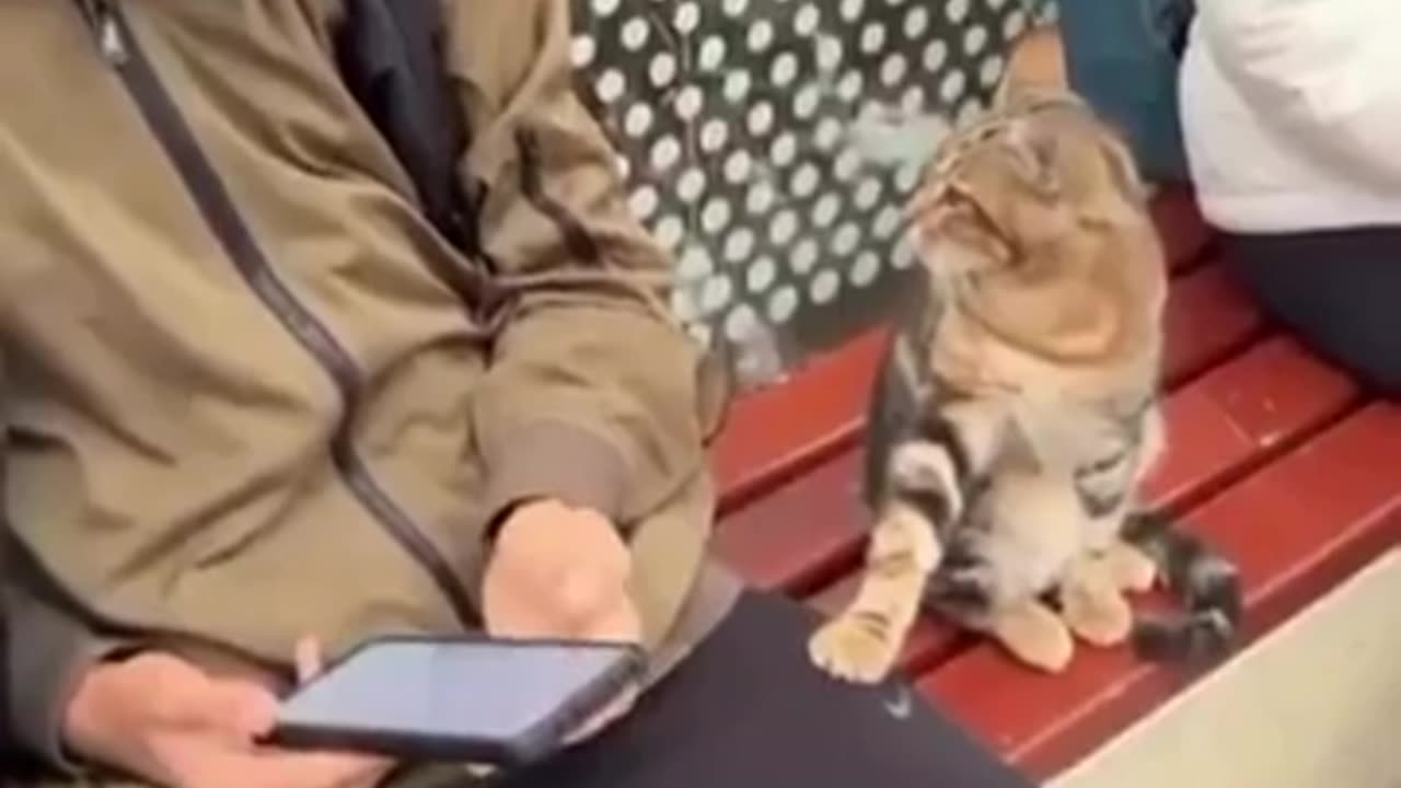 🐱😂 Wait Until You See How This Cat Makes New Friends! | FeedMyCuriosity