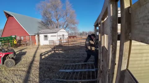 New Black Paint and Moving Black Cows!