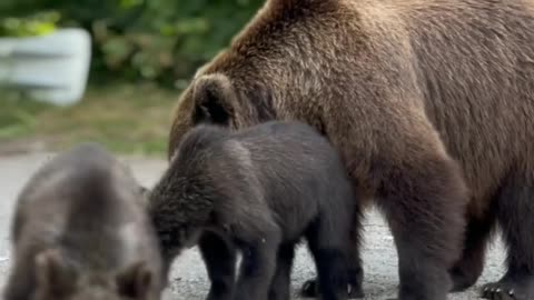 Bear Cubs video #animals