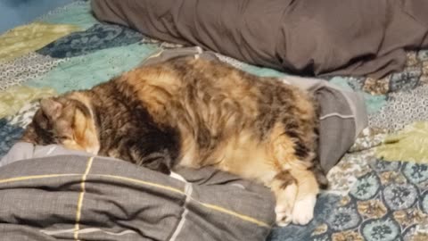 Sleepy Kitty Wake-Up: The Most Adorable Nap → Epic Yawn EVER