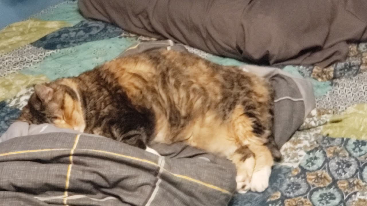 Sleepy Kitty Wake-Up: The Most Adorable Nap → Epic Yawn EVER