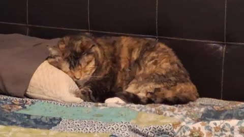 Sleeping Beauty Cat: Adorable Dozing Moments 💤🐾