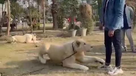 animals