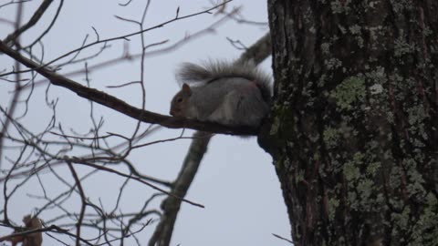 Grey Squirrel