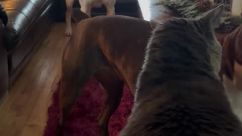 Cat Slaps Line of Boxer Dogs