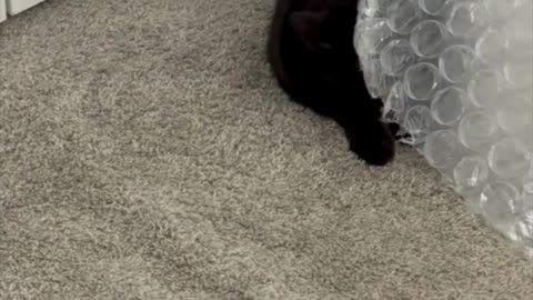 Cute Precious Piper Hides Behind the Bubble Wrap - My Adopted Shelter Cat Vlog #shorts