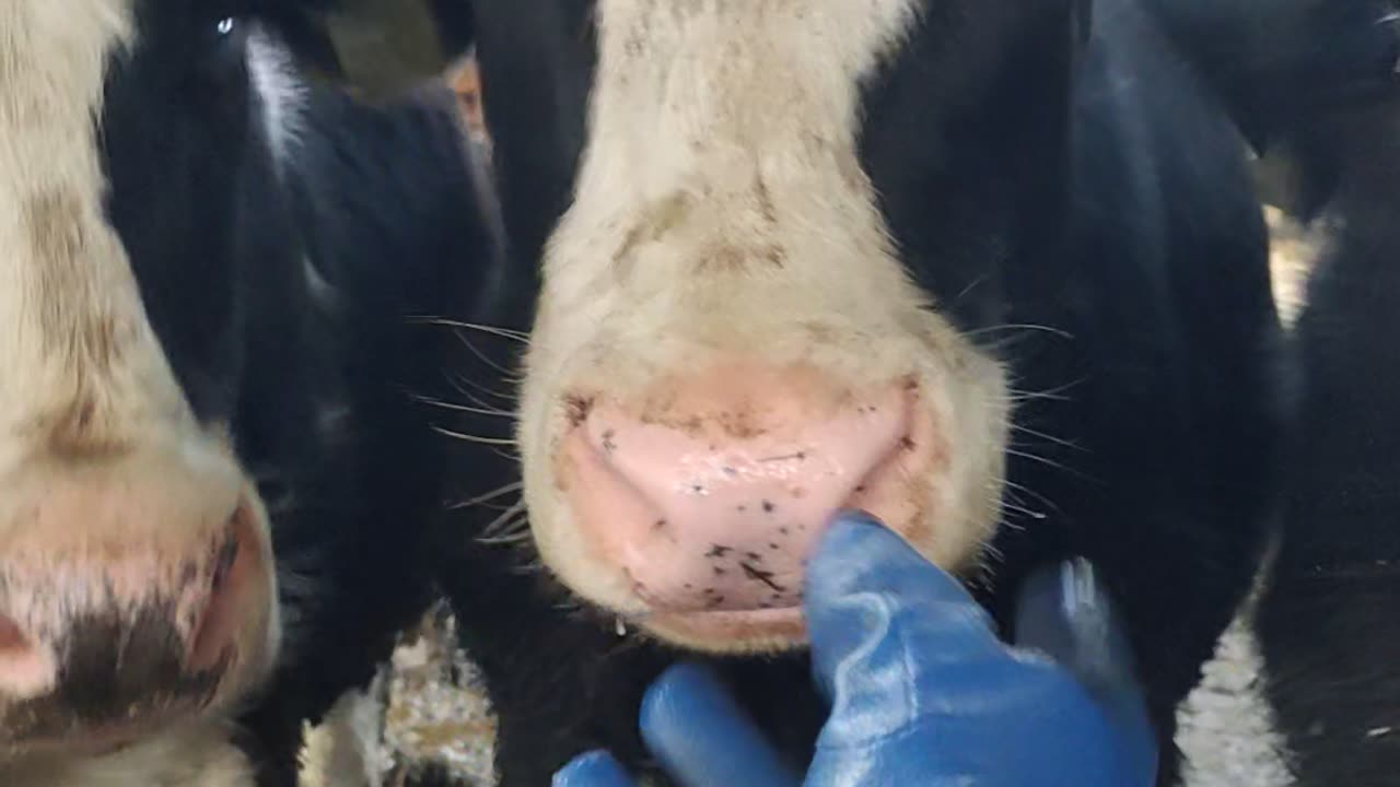 Cute and funny baby cows