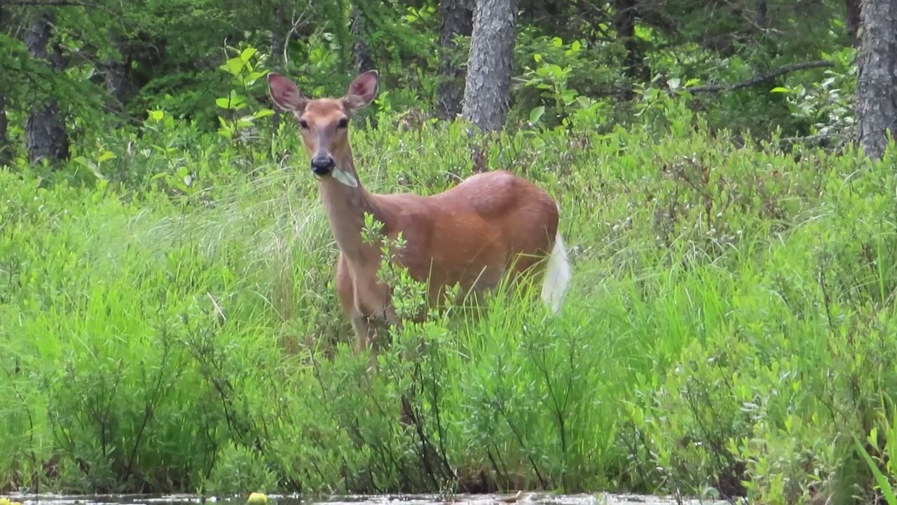 Deer in the Backwoods of the Boundary Waters Canoe Area 2024