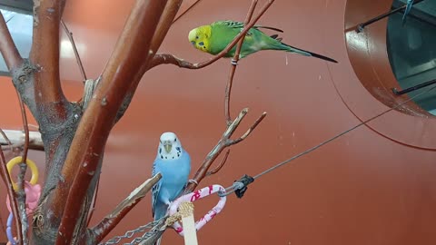 Cheyenne Mountain Zoo Part 23