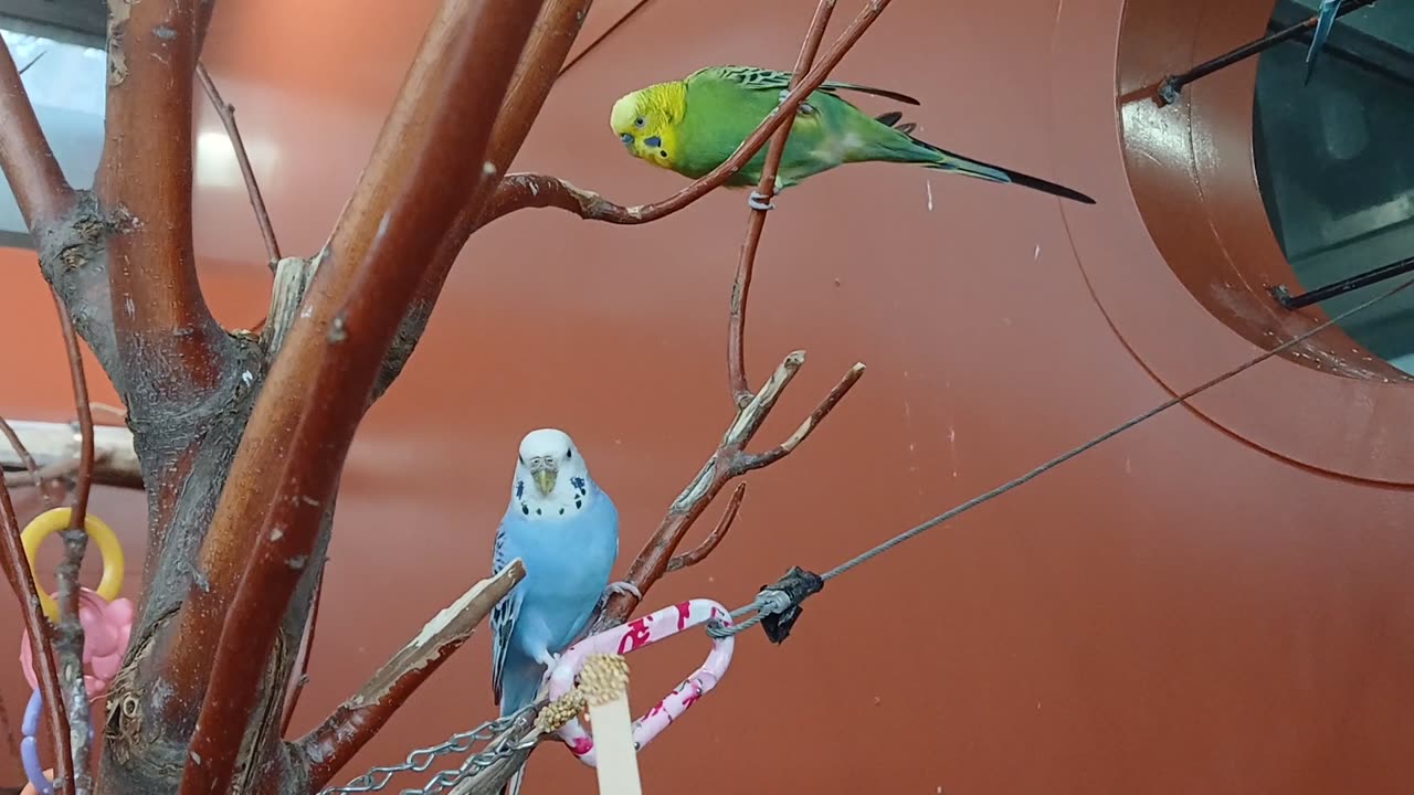 Cheyenne Mountain Zoo Part 23