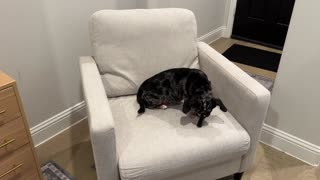 Overview Garvee 33.9 Sofa Accent Chair