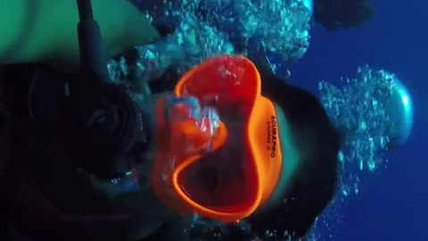 Diving with Sharks 🦈 | Adrenaline-Packed Ocean Adventure"