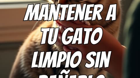 Cómo mantener a tu gato limpio sin bañarlo