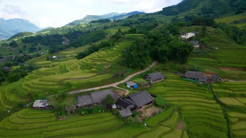 🌾 Peaceful Rice Field Ambience | Relaxing Nature Sounds for Sleep, Meditation & Focus 🌿