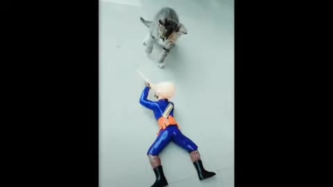 Cat cyut moments video