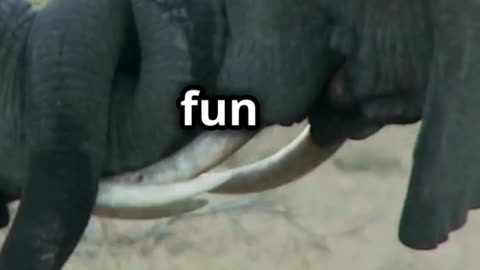 Elephants Having a Blast!