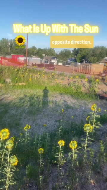 You cant explain sunflowers not facing the sun