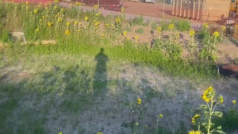 You cant explain sunflowers not facing the sun