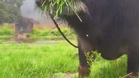 Woe Day 102. I am in the ark. Waiting for GOD to open the Door for a spring/summer Pentecost rapture